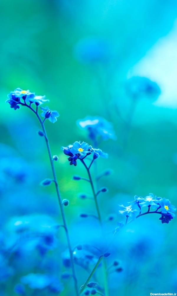 عکس زمینه گل بنفش آبی و سبز پس زمینه | والپیپر گرام