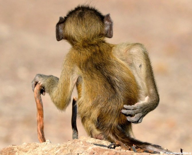 تصاویر) درخشش فوق‌العادۀ «میمون‌ها» در مسابقۀ خنده‌دارترین ...