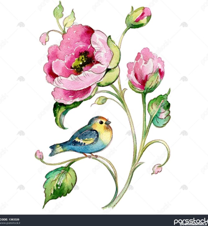 نقاشی آبرنگ گل رز با پرنده 1363320