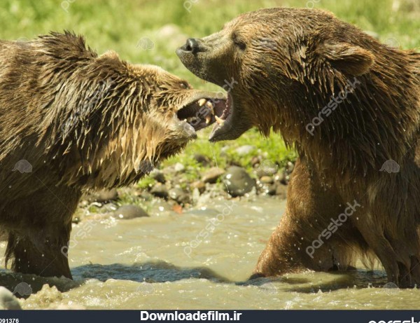 خرس های خاکستری نر و ماده در رفتار بازی کنند. 1091376