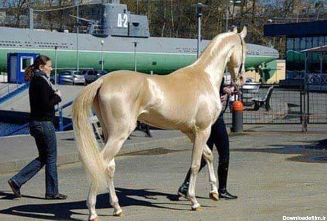 آشنایی با گران‌ترین اسب دنیا+ عکس