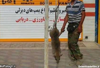 موش غول پیکر در بوشهر - پاتوق سرا