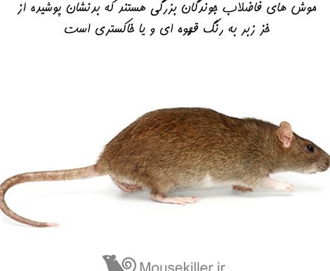 موش فاضلاب
