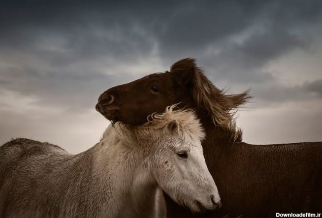عاشقانه‌های ۲ اسب / عکس