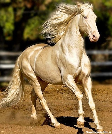 عکس اسب های امریکایی