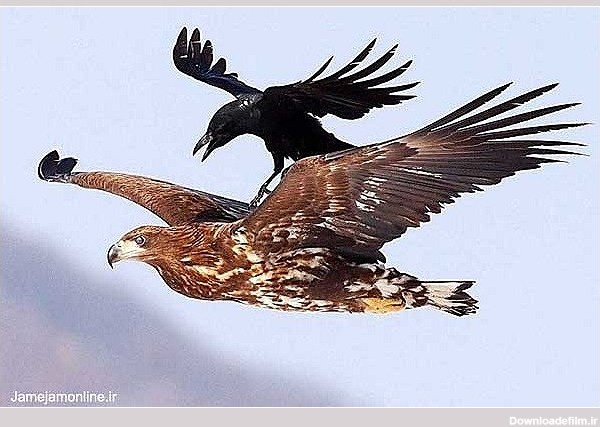 عکس: عقاب سواری کلاغ در اوج آسمان