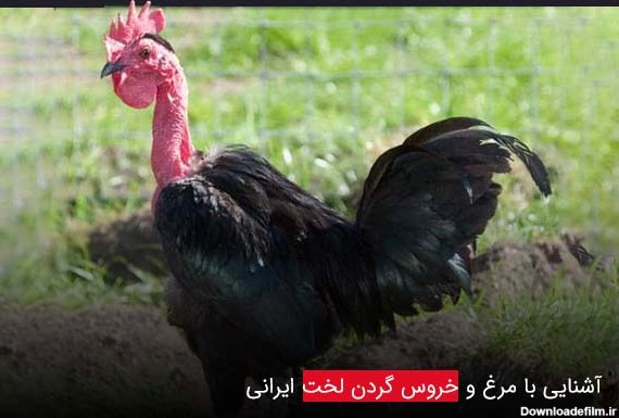مرغ و خروس گردن لخت ایرانی