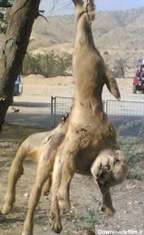 مشاهده حیوان عجیب الخلقه در بوشهر + عکس