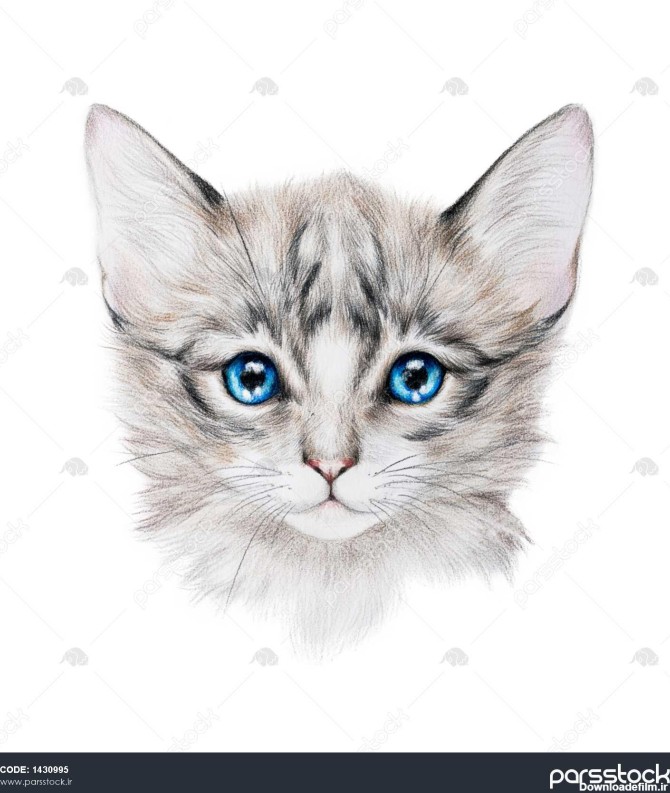 نقاشی مداد یک بچه گربه خاکستری 1430995