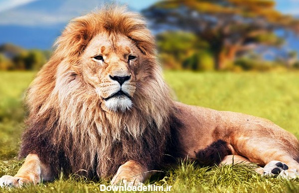 عکس های زیبا و دیدنی از شیر سلطان جنگل