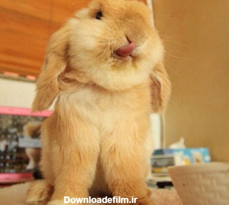 خرگوش های زبون دراز! (+عکس)