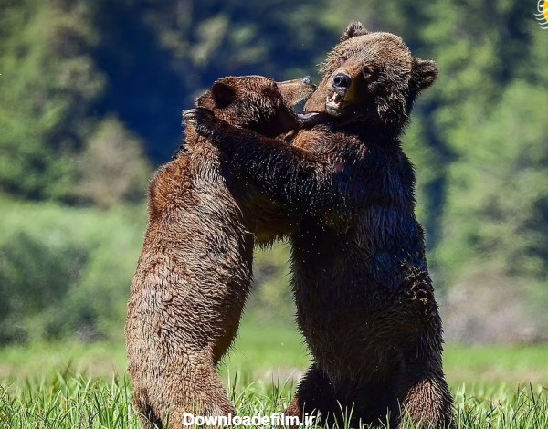 فرارو | (تصاویر) مبارزه دو خرس گریزلی در فصل جفت‌گیری