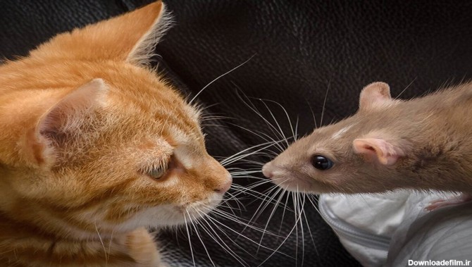 فرارو | (ویدئو) شکار موش غول پیکر توسط گربه مادر!