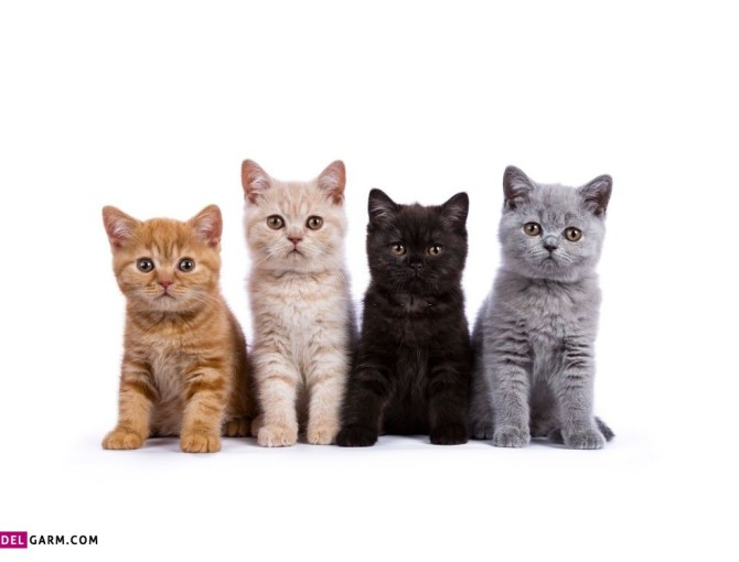30 عکس پروفایل گربه های بانمک و دوست داشتنی