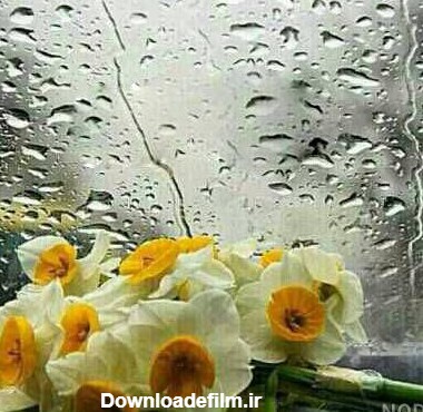 عکس گل نرگس زیر باران - عکس نودی