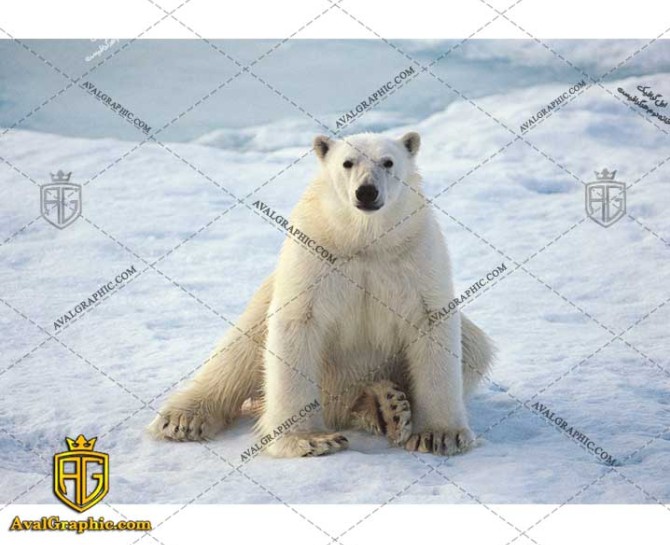 عکس با کیفیت خرس قطبی زیبا
