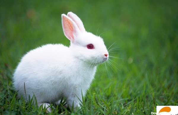 طول عمر خرگوش (میزان طول عمر خرگوش و عوامل تاثیر گذار در آن)-فارسی پت