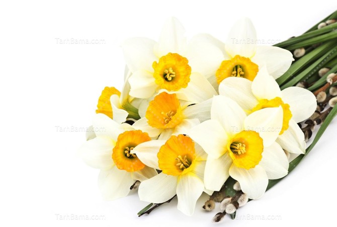 تصویر با کیفیت گل نرگس در زمینه سفید