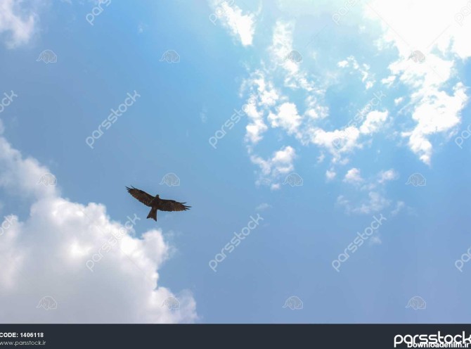 عقاب در ابرها در برابر آسمان آبی می کشد 1406118