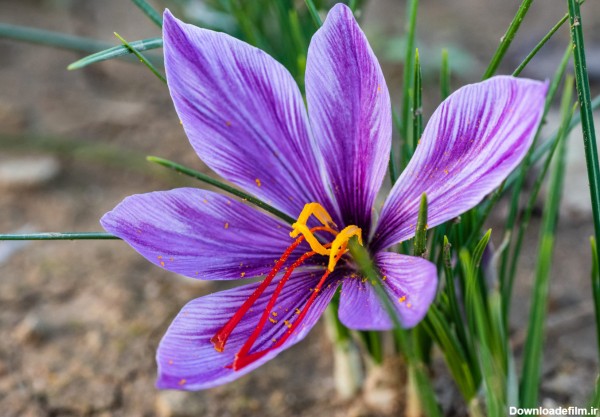 عکس گل زعفران کیفیت بالا - عکس