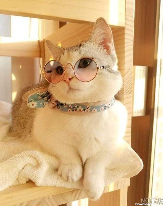 عکس پروفایل گربه عینکی