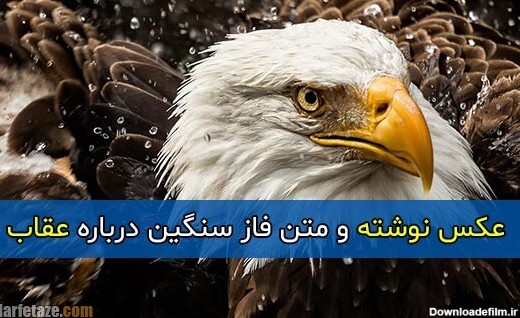 متن فاز سنگین درباره عقاب + عکس پروفایل و عکس نوشته با موضوع عقاب