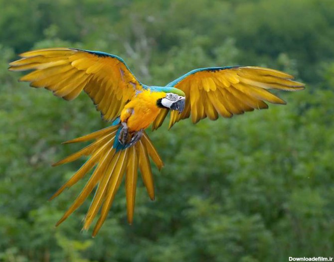 زیباترین طوطی های دنیا با پرهایی شگفت انگیز و رویایی +تصاویر