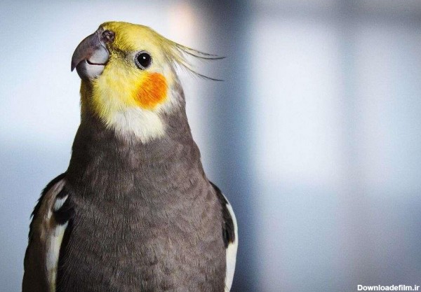 عکس عروس هلندی یک پرنده ی خاص و زیبا