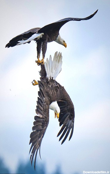تصاویر استثنایی از جنگ عقاب ها در اوج آسمان (گزارش تصویری)
