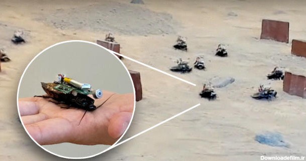 ببینید | ارتش سوسک‌های رباتیک مجهز به کوله‌پشتی رایانه‌ای در بیابان