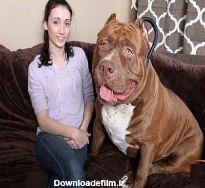 اصیل ترین و بزرگترین سگ پیب بول در جهان + تصاویر