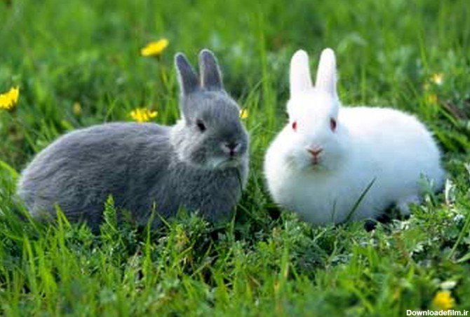 حقایقی باورنکردنی درباره خرگوش ها! + عکس