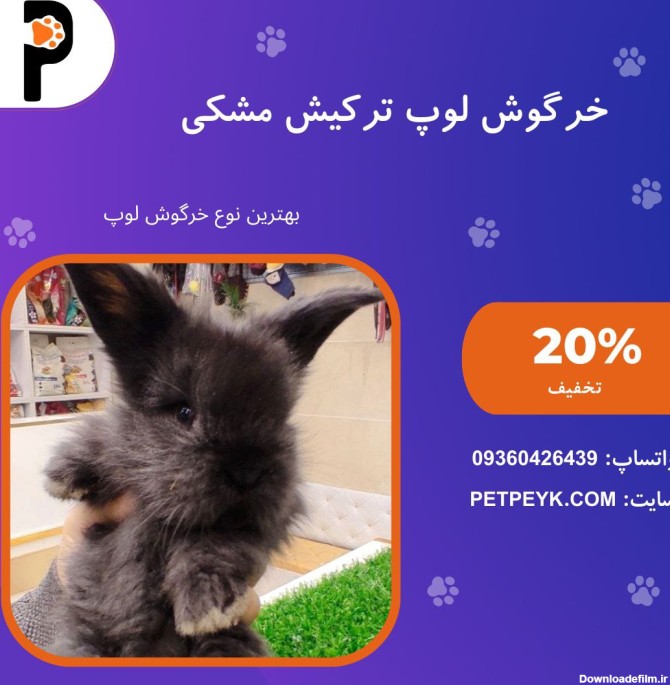 خرید و قیمت خرگوش مینی لوپ ترکیش (اینترنتی) + عکس و ویدیو 🐇