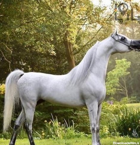 دانلود عکس اسب عرب سفید