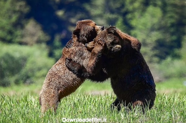 فرارو | (تصاویر) مبارزه دو خرس گریزلی در فصل جفت‌گیری