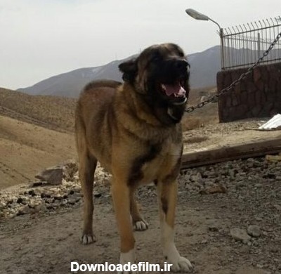 قیمت سگ پژدر عراقی به همراه بررسی قدرت جسمانی و خصوصیات اخلاقی این ...