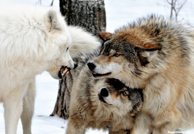 بالاترین: تصویر زیبا از گرگ ها