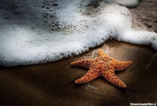 داستان ستاره دریایی الهام بخش زندگی انسان های رویایی! - یک حس خوب