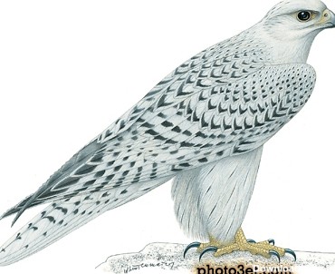 Index of /image/bird/falcon-shahin/large