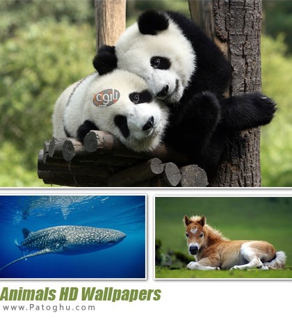 تصاویر زیبا از حیوانات • دانلود رایگان