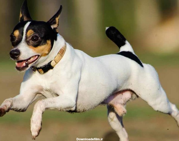 معرفی سگ نژاد توی فاکس تریر همراه با جزئیات کامل - پت زیپ