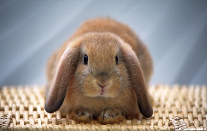 راهنمای انتخاب اسم برای خرگوش با بیش از 200 اسم پیشنهادی - پت پرس