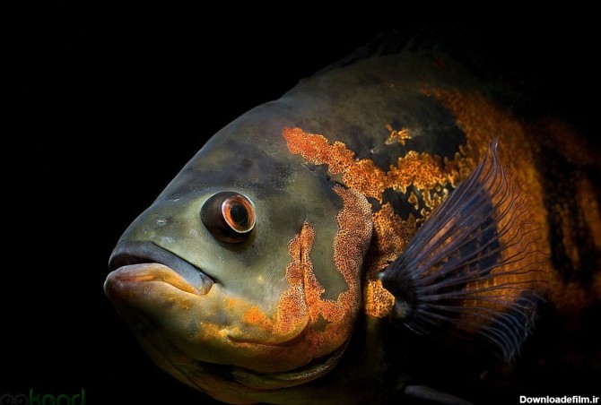 آشنایی با ماهی اسکار | زوکند