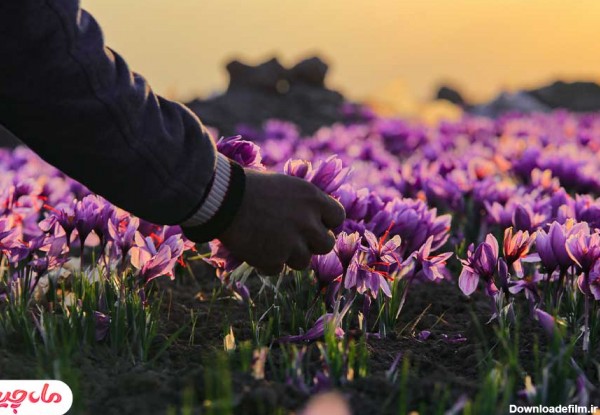 عکس زعفران + عکس گل زعفران (با کیفیت بالا) | ماه چین