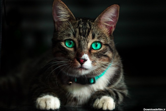 عکس زمینه گربه قهوه ای با چشمان سبز پس زمینه | والپیپر گرام