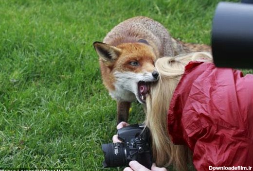 عکس/ حمله روباه به یک دختر