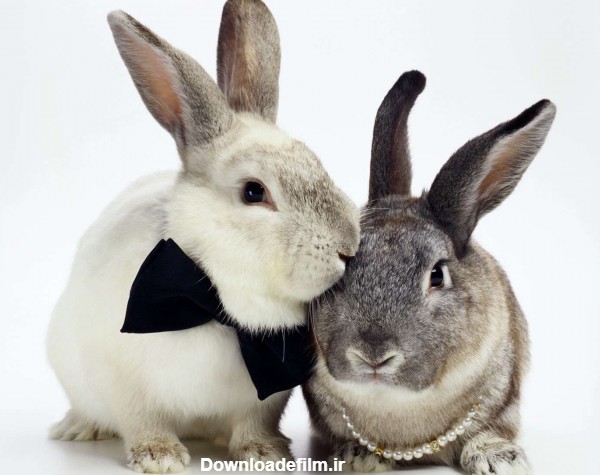دو خرگوش عروس و داماد