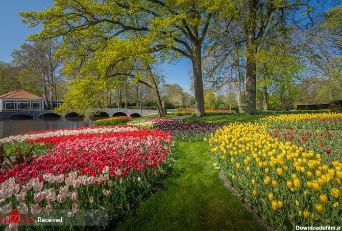 تصاویری از گل‌های لاله در هلند - اسلايد تصاوير - عکس شماره 1 ...