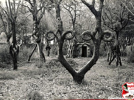 عکس عجیب ترین درختان جهان در این باغ