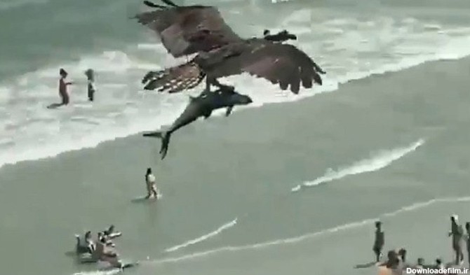 صحنه عجیب پرواز عقاب با کوسه در آسمان!